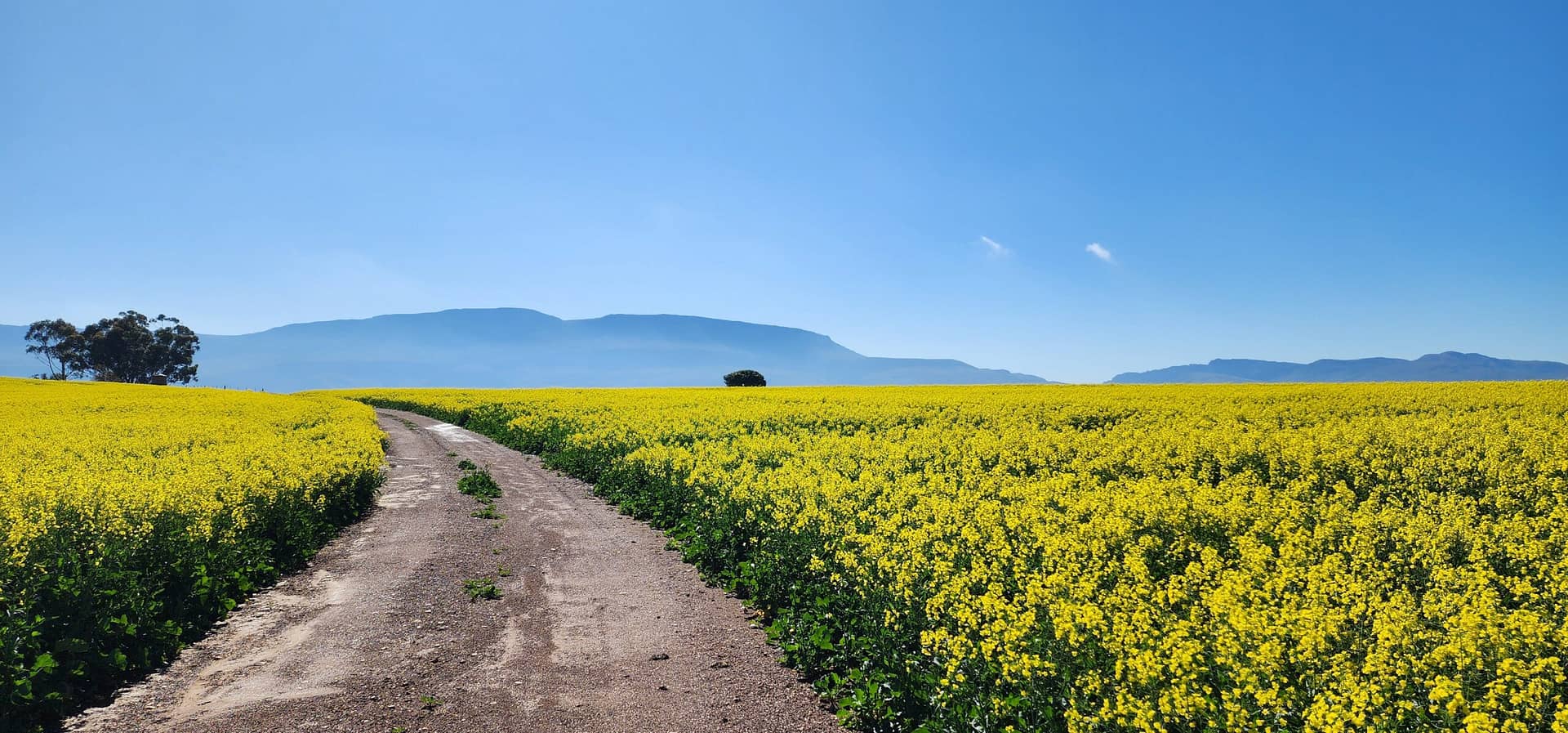 Canola field 31