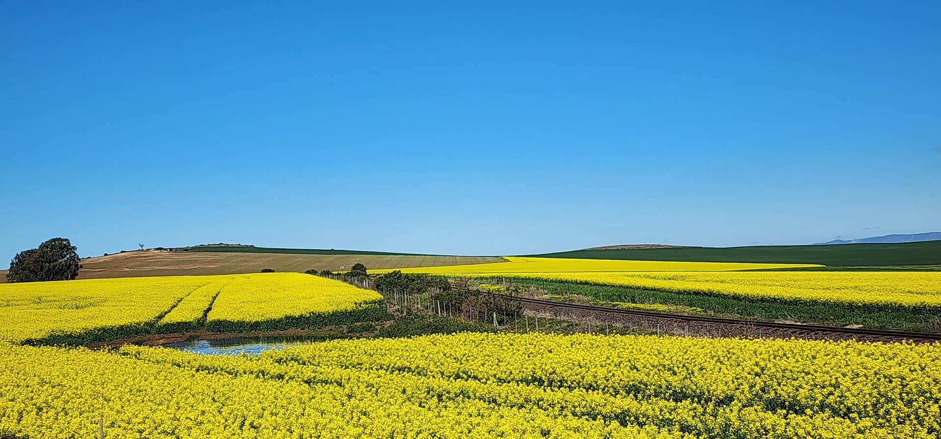 Canola field 33