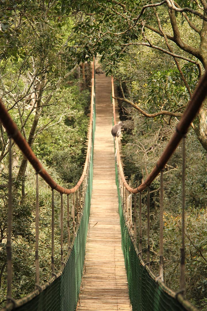 Suspension bridge2